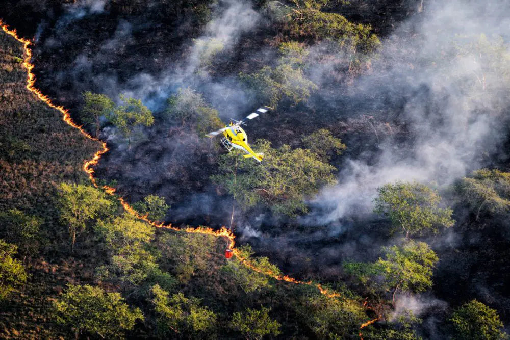 Bambi Bucket