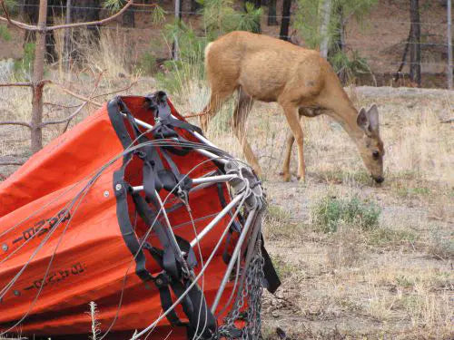 Bambi Torrentula